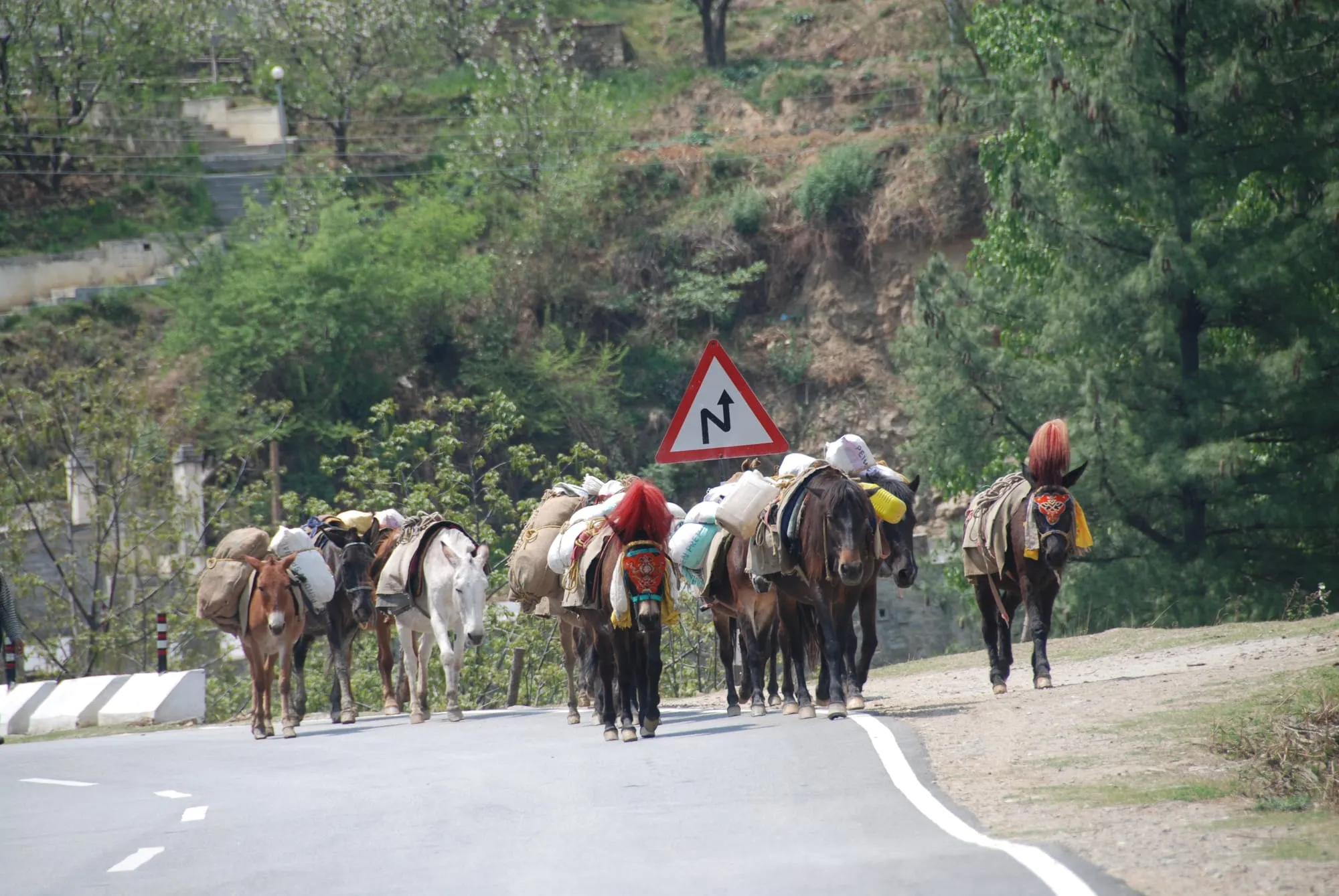 Until the 60s, because of the lack of paved roads, travel in Bhutan was by foot or on horseback. Modern construction began in earnest during the First Five Year Plan in 1961. The first paved road (175km Thimphu-Phuentsholing highway) was completed in 1962.