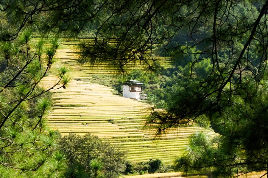 Almost 80% of the Bhutanese populace depends on agriculture and livestock. Bhutan consumes approximately 100 thousand tons of rice annually, half of which is imported from India.