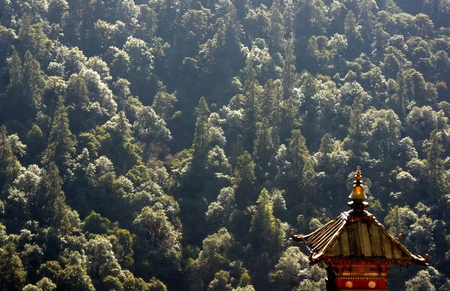 Bhutan’s constitution mandates maintaining 60% forest cover for all times to come.