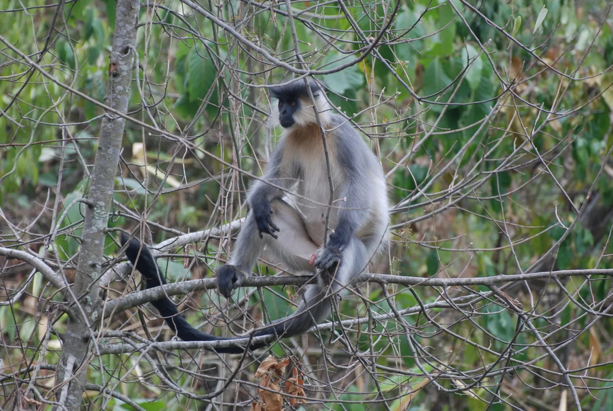 Bhutan, with more than 70% of land under forest cover, is gifted with great biodiversity. Some of the rare and endangered wildlife species found in the country are monal pheasants, blood pheasants, musk and barking deer, tigers, leopards, red pandas, wild cats and the golden langur seen in this photograph.