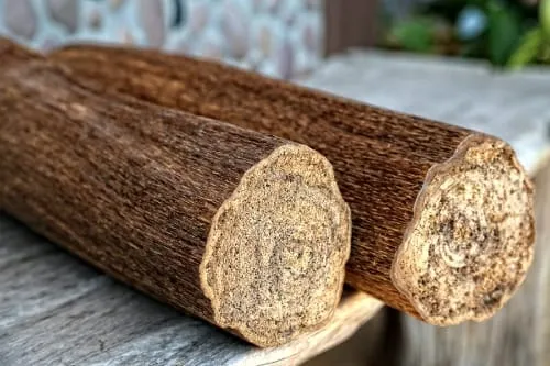 Agarwood Aquilaria trees
