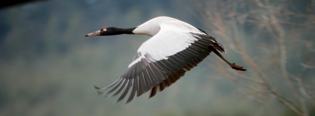 Black-Necked Cranes