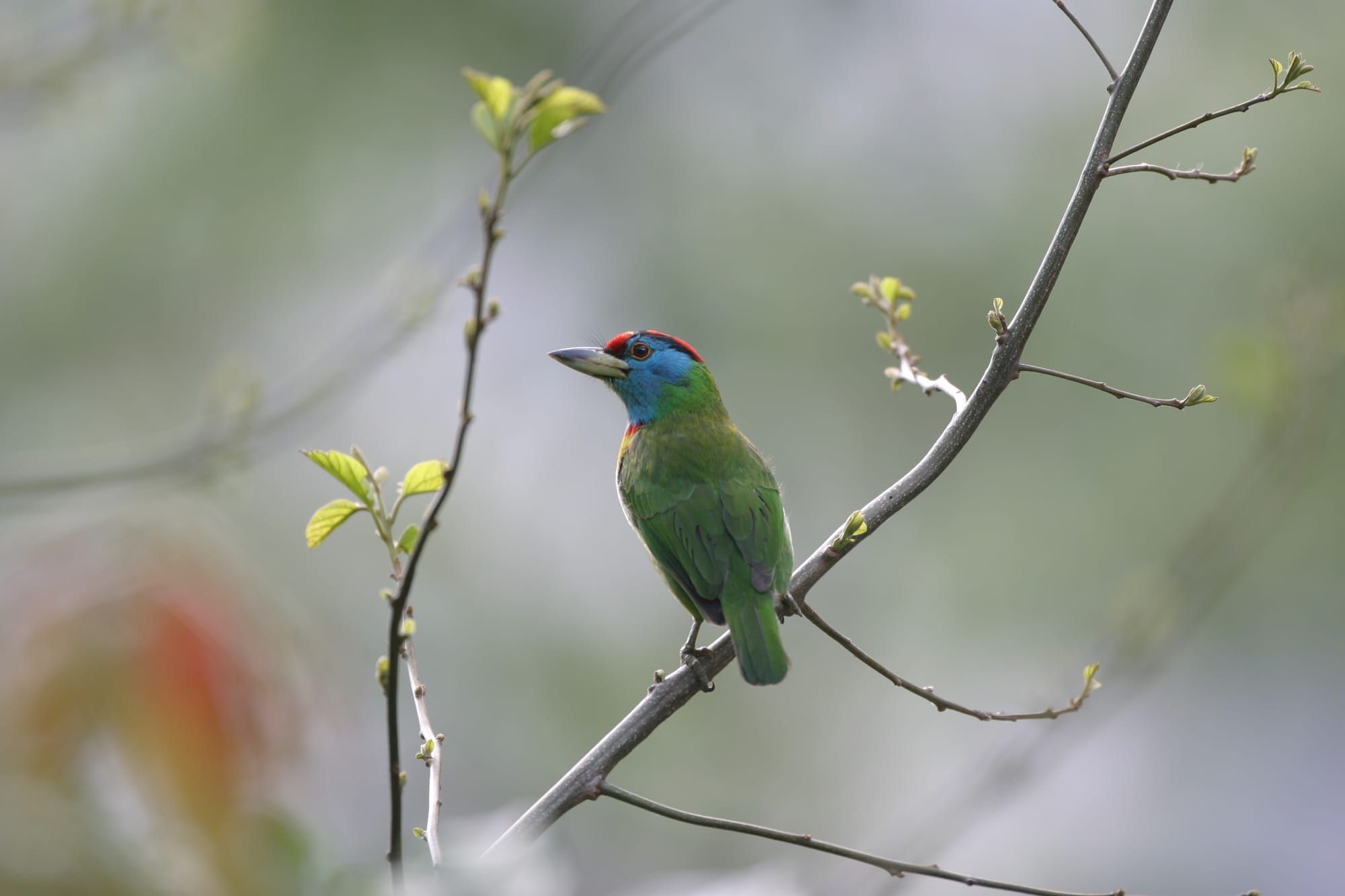 Barbet bird