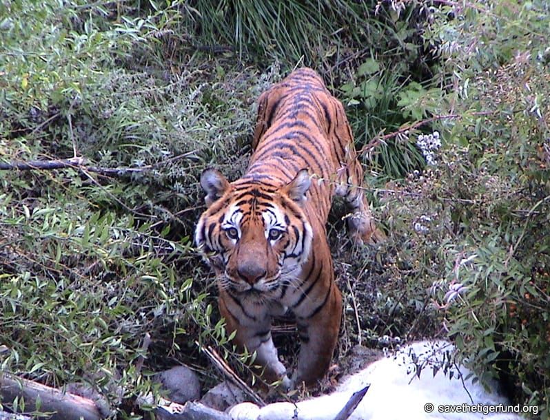 Tiger friendly tourism
