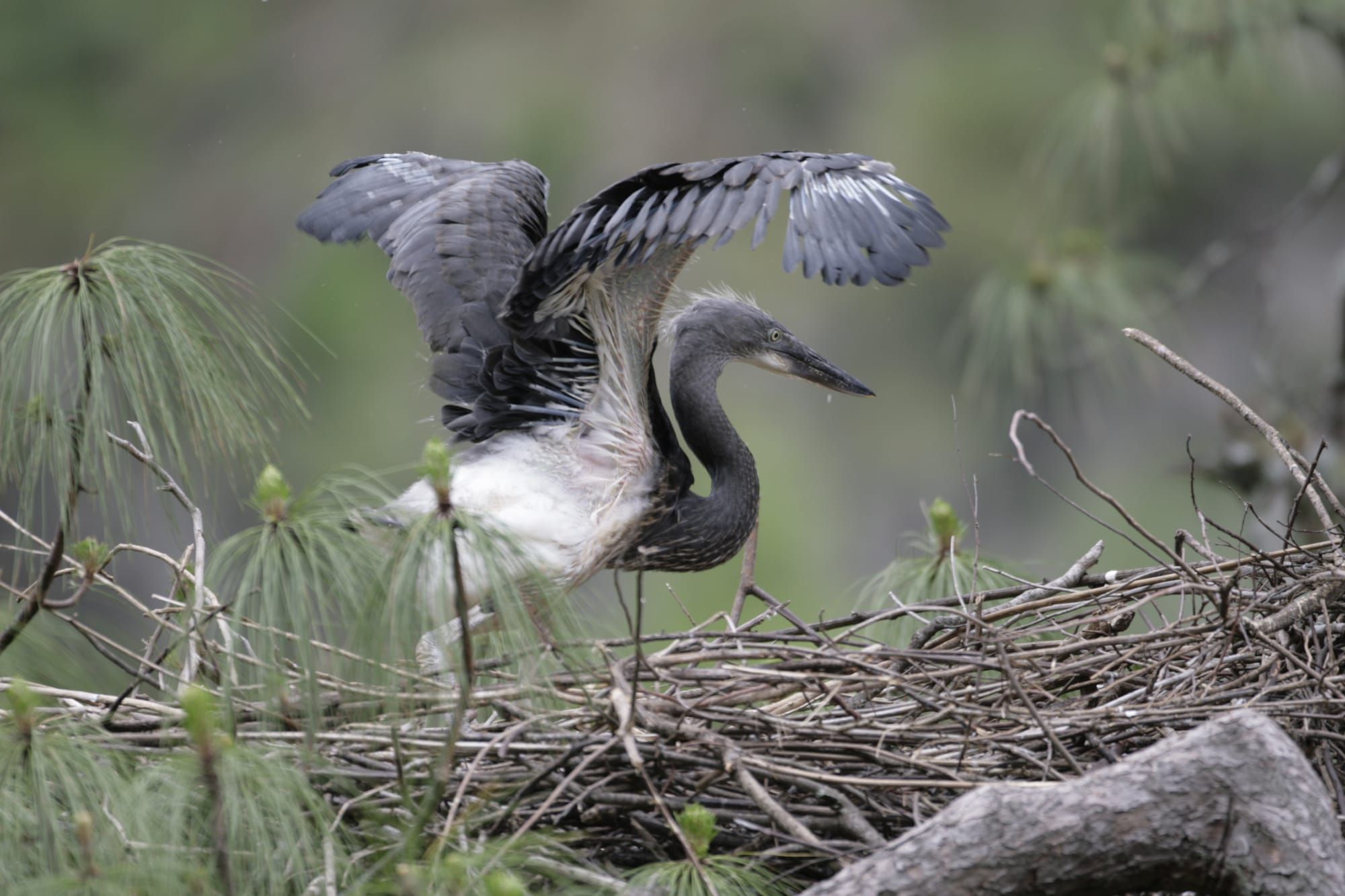 Birds of Bhutan27