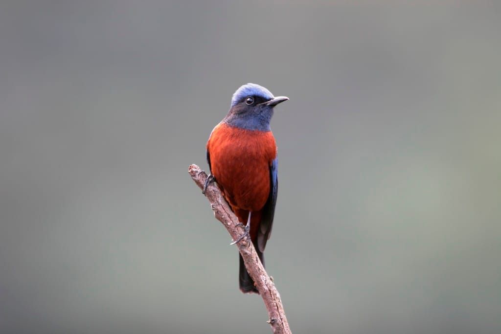 Birdwatching in Bhutan