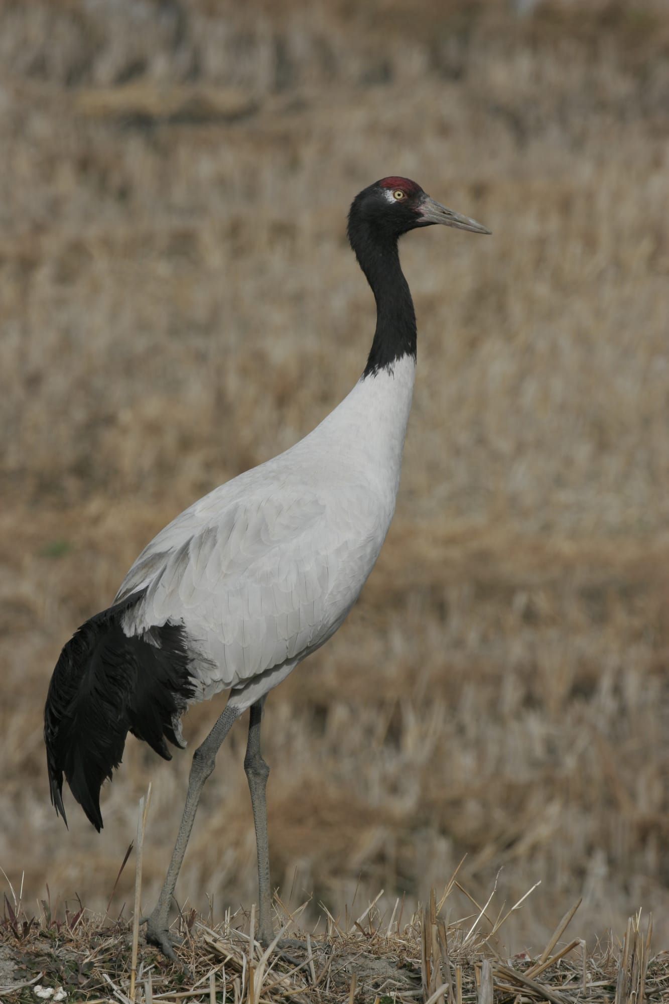 Black-necked crane