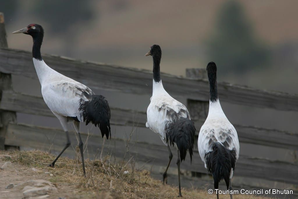 Black-necked crane: Early this year