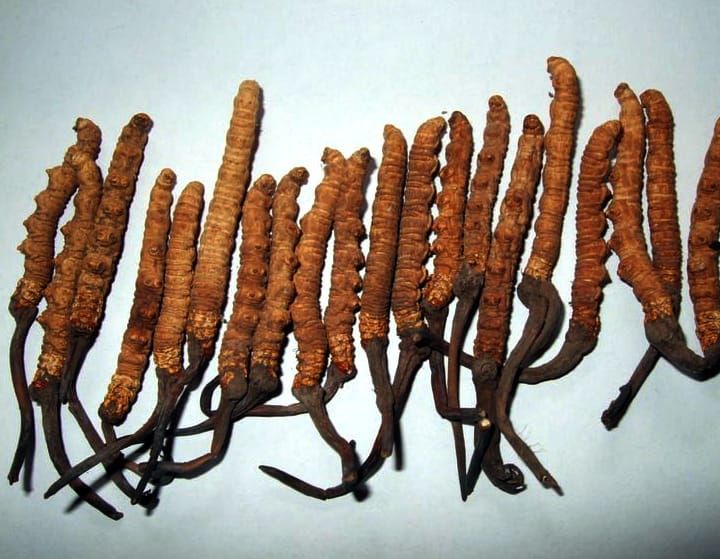 Highlanders and Cordyceps of Bhutan