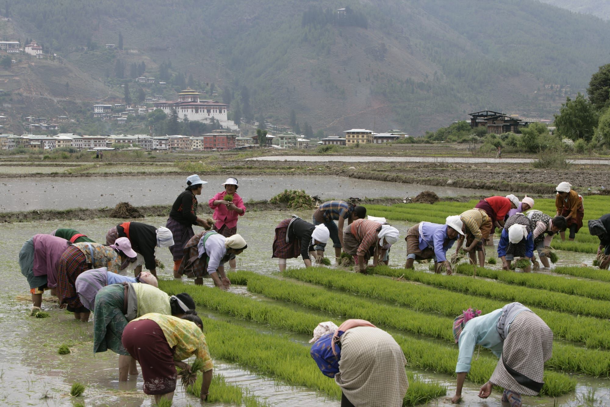 Farmers in Paro