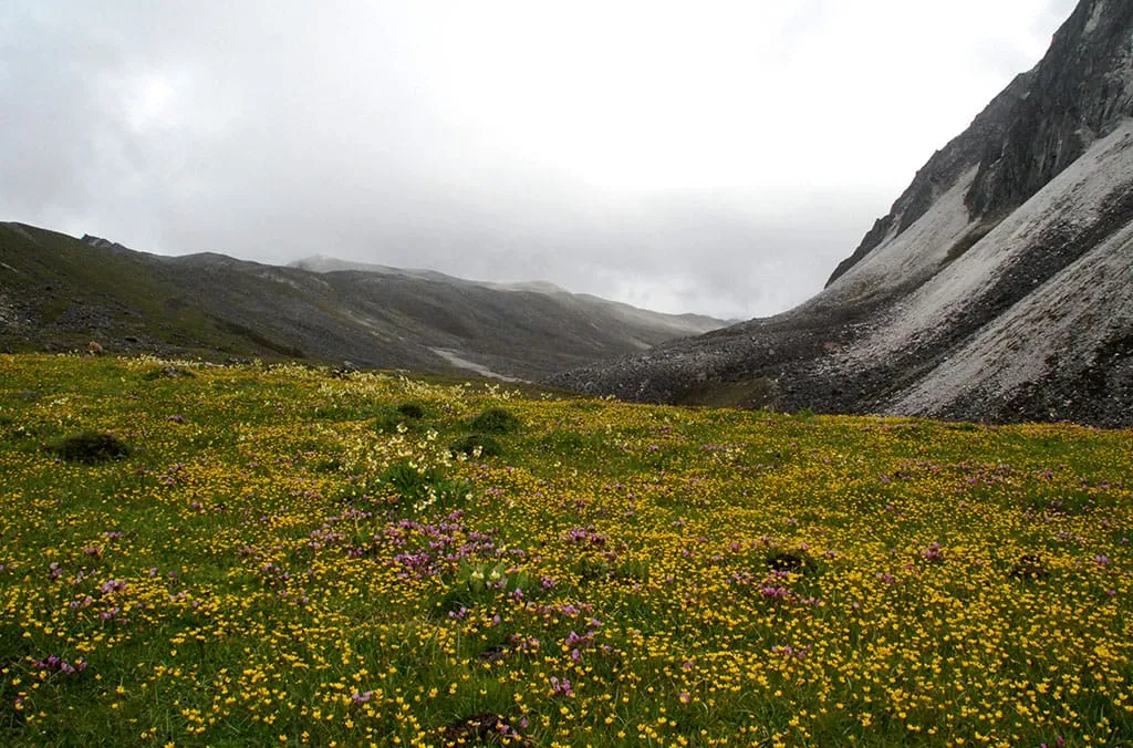 Wild Flowers of Bhutan