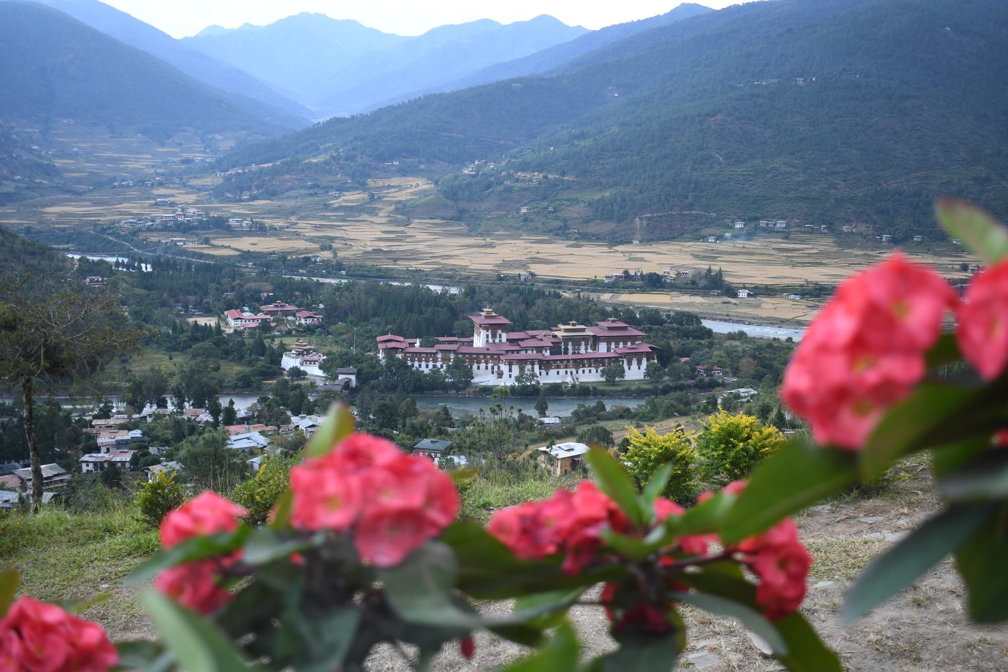 Flowers with Dzong background