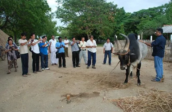 From Bhutan to Kangayam to learn about a cattle breed