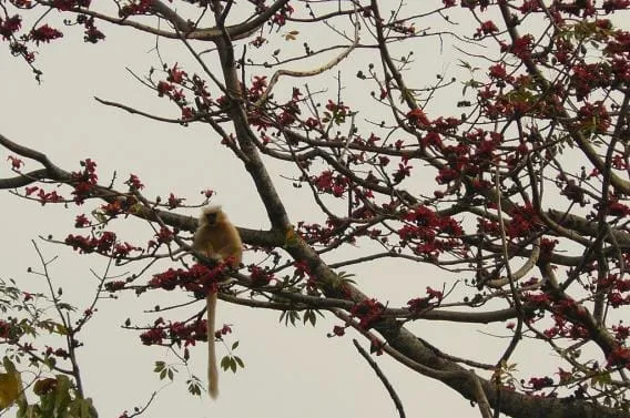 Golden Langur at the Royal Manas Park, Bhutan