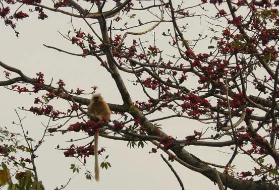 Golden langur in Manas