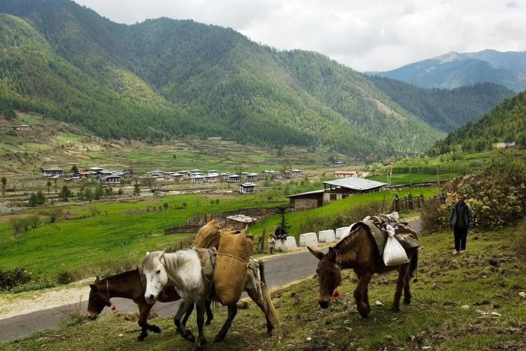 Yangthang Village in Haa Valley