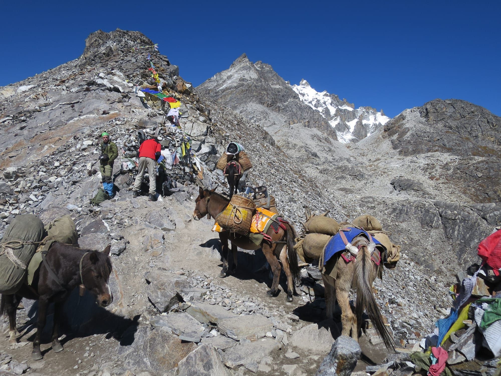 Horse carrying load across Sinchula pass