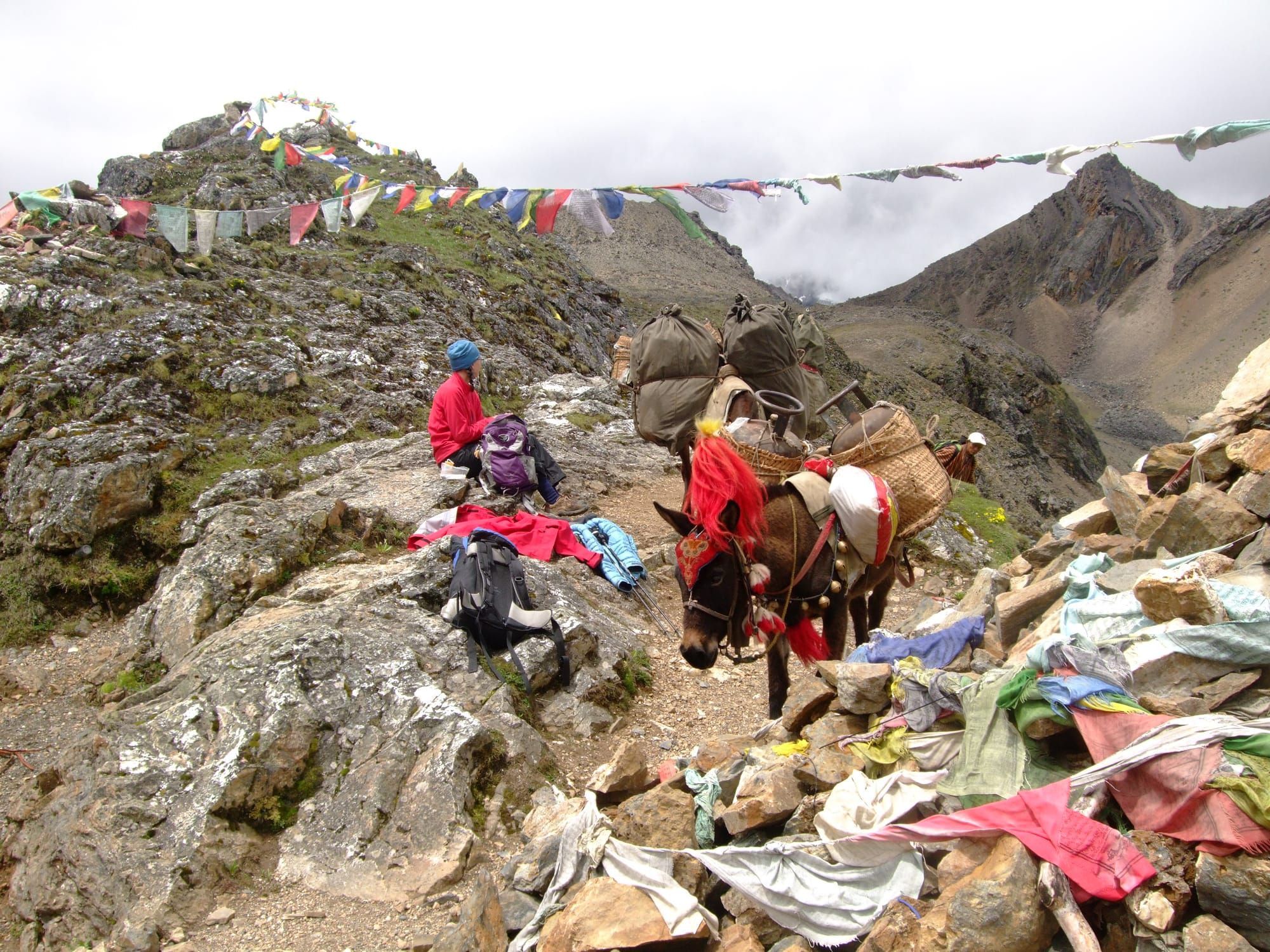 Horses along dangling trek