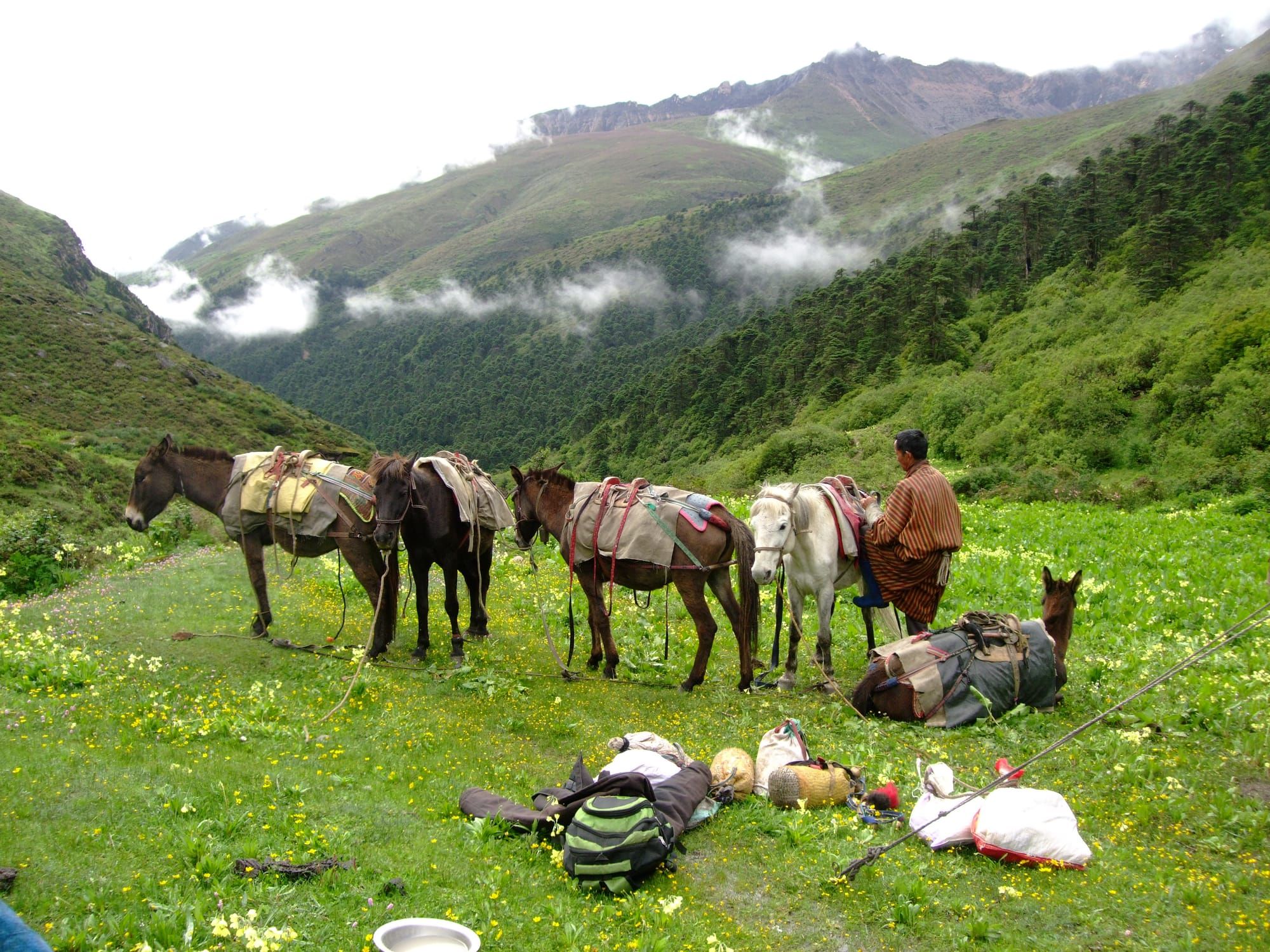 Horses on Druk path trek