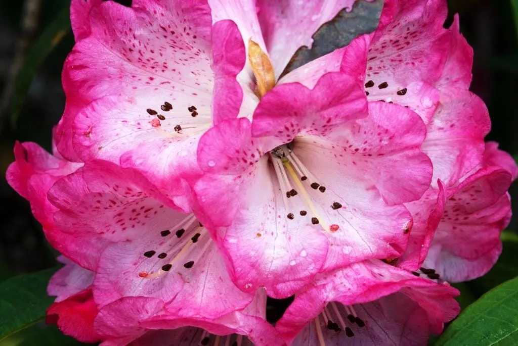 Rhododendrons