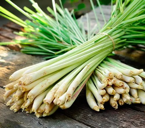 Lemongrass stalks