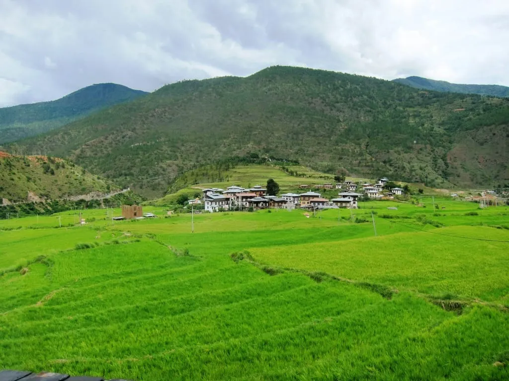 Lush green paddy fields at Lobeysa village