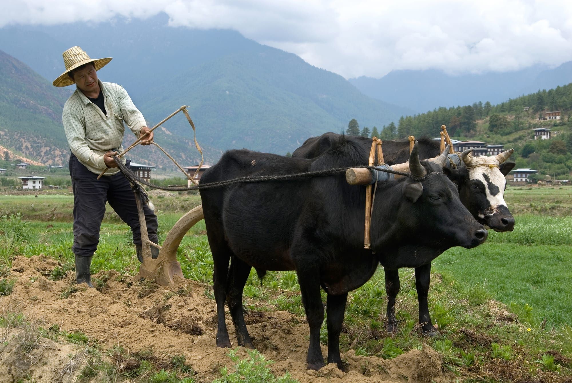Man ploughing in Paro