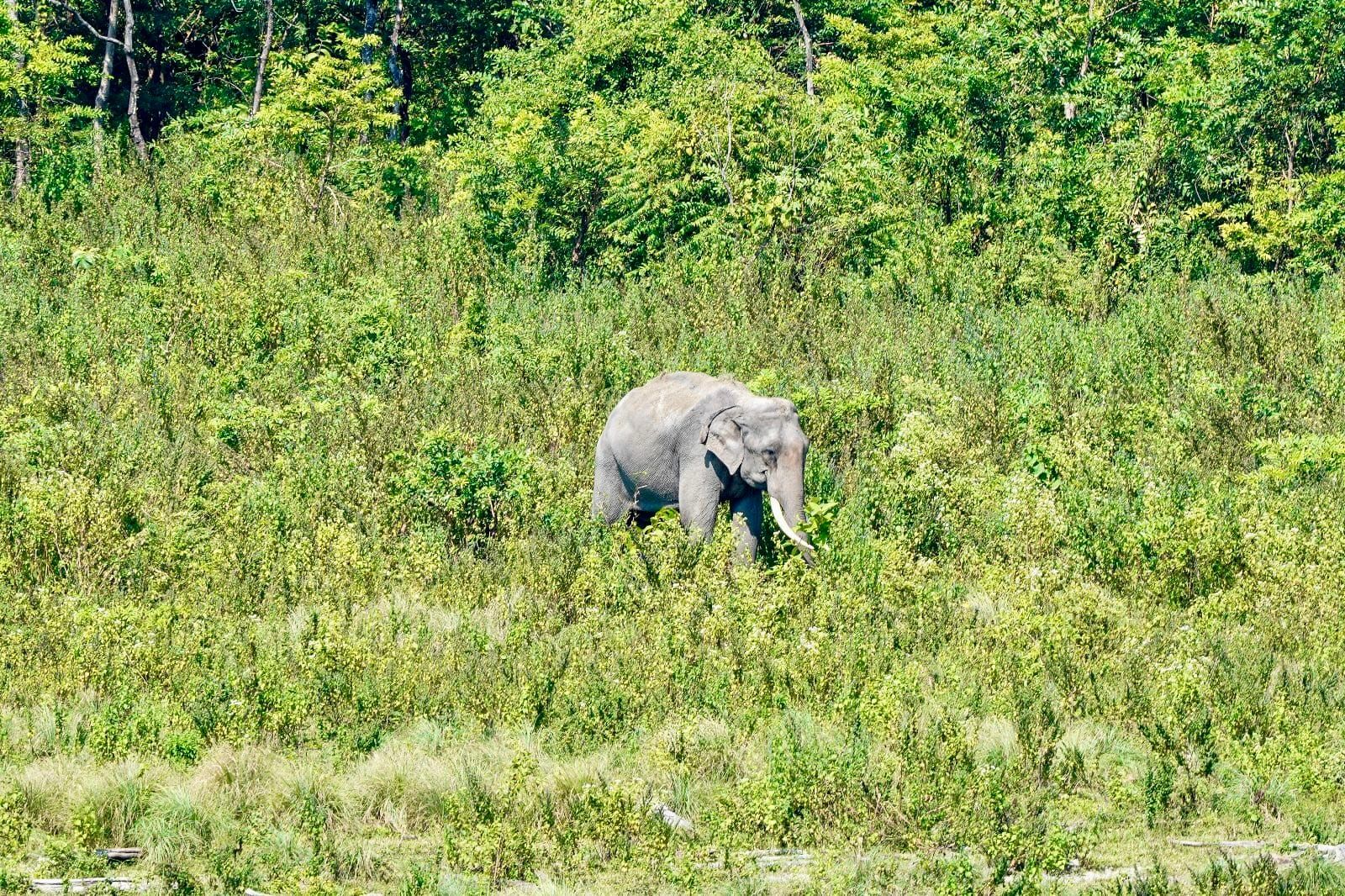 Manas Park Bhutan