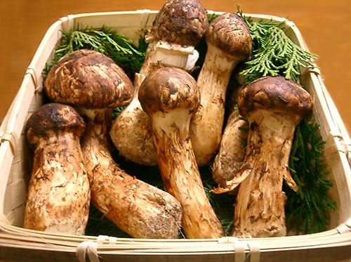 Bhutan’s Organic Organisms