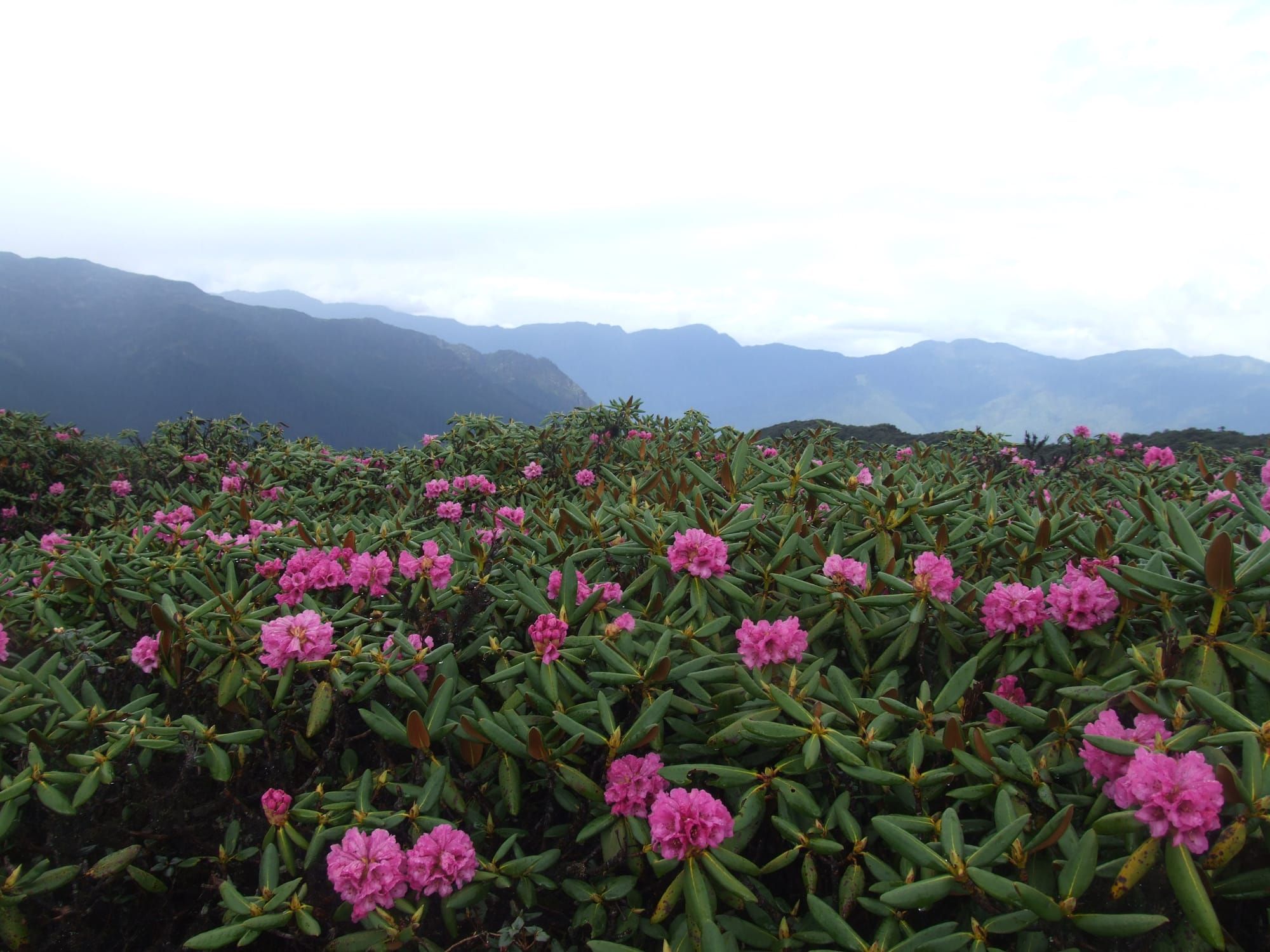 Rhododendron Festival – A New Initiative Altogether