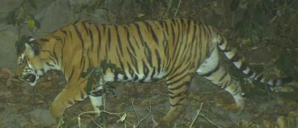 Royal Bengal Tiger in Manas