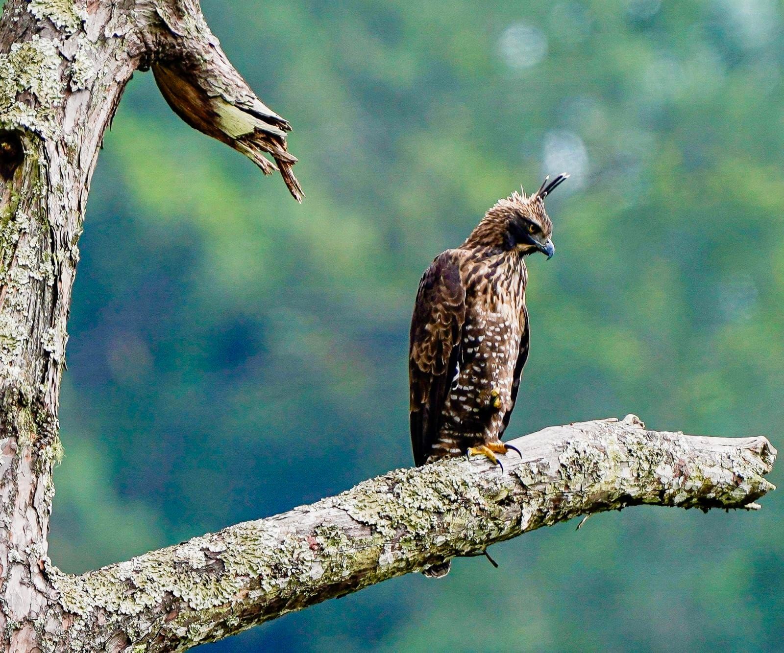Royal Manas Park Bhutan