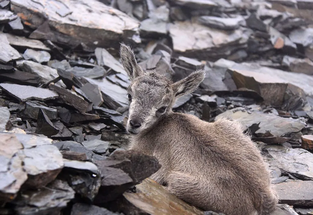 A baby of a Himalayan Blue Sheep