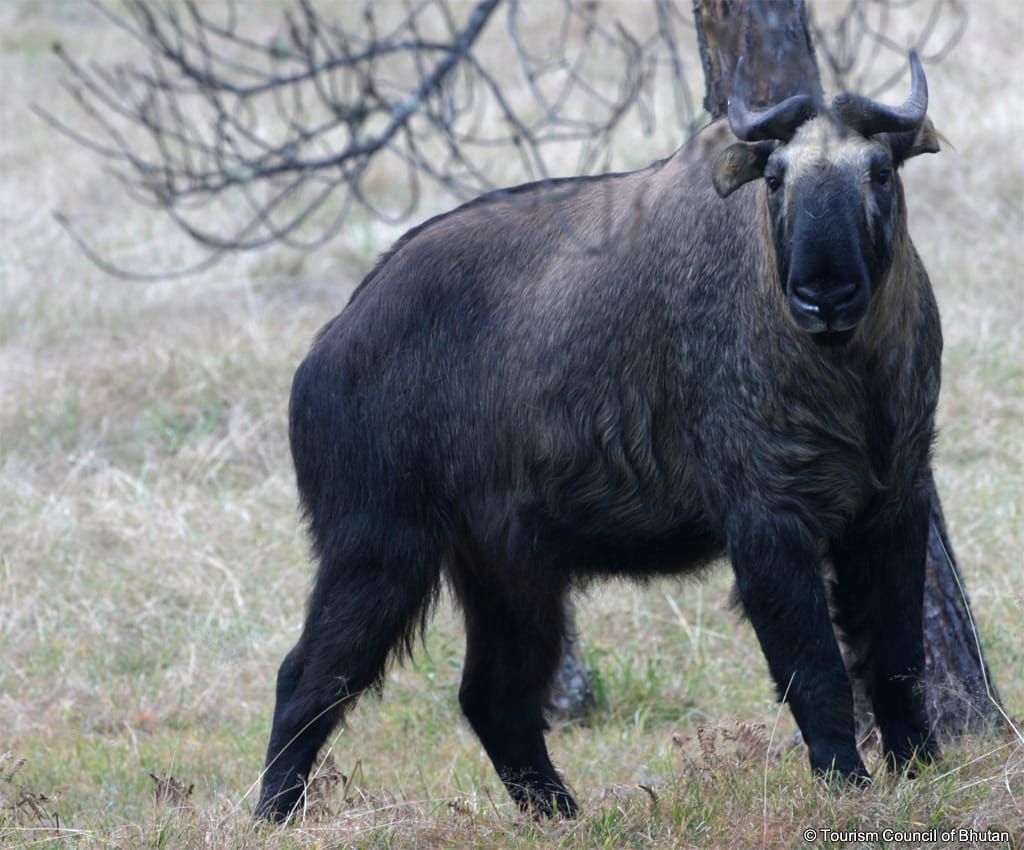 The Legend behind the Takin: Bhutan’s National Animal