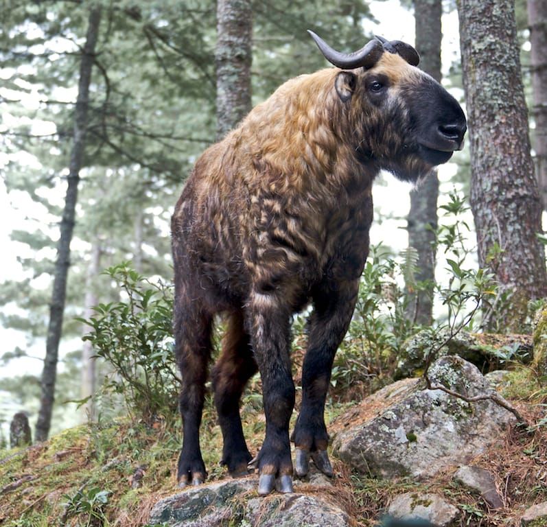 Motithang Takin Preserve