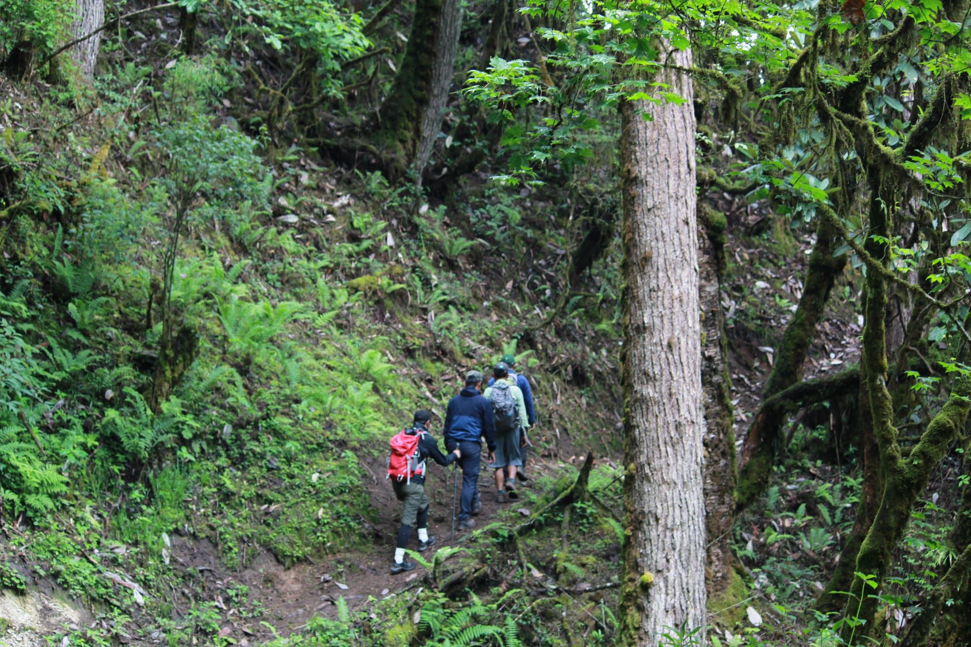 Trail on Druk path