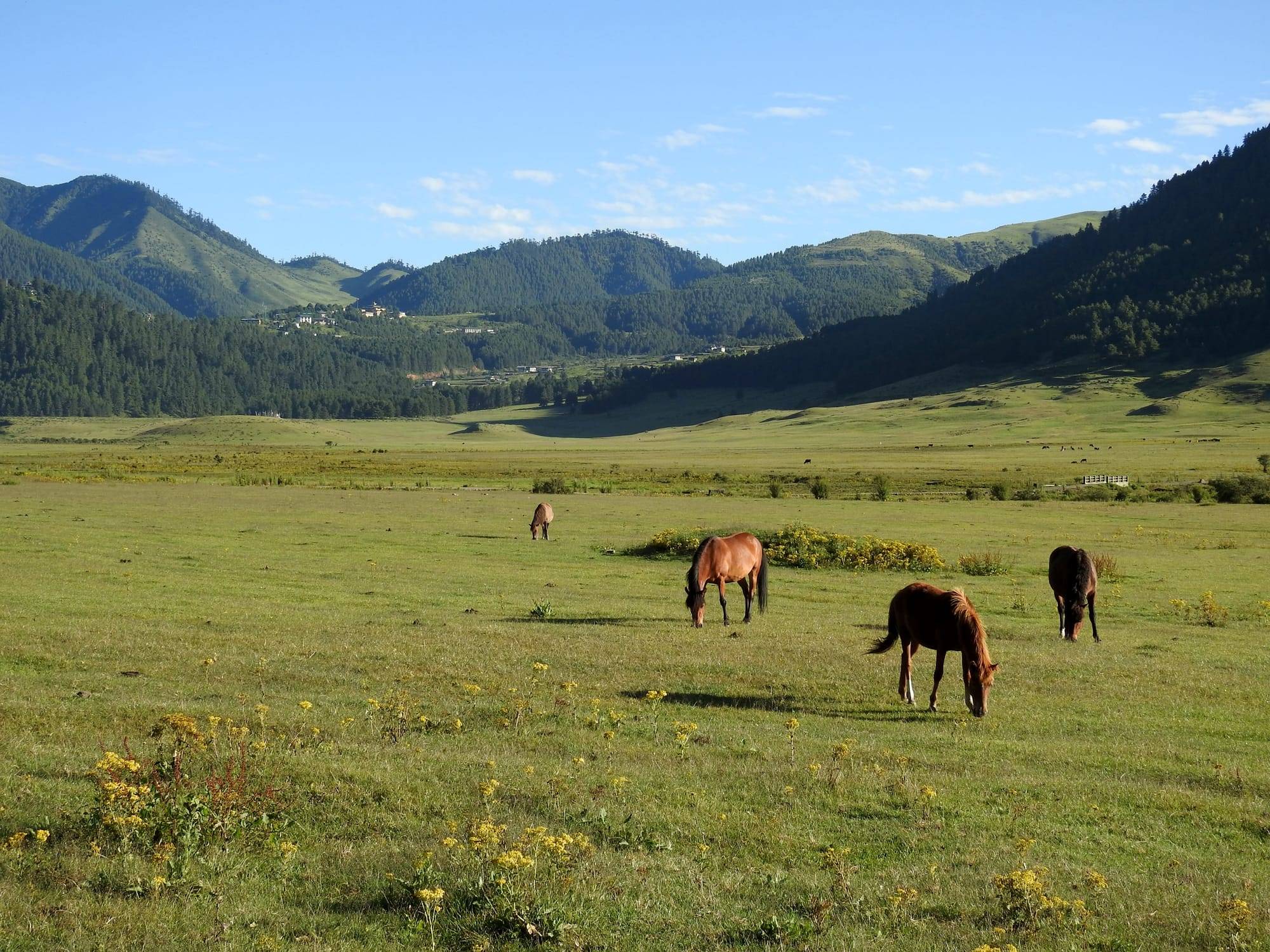 Horses grazing on the open floor of the Phobjikha valley, ringed by forested mountains