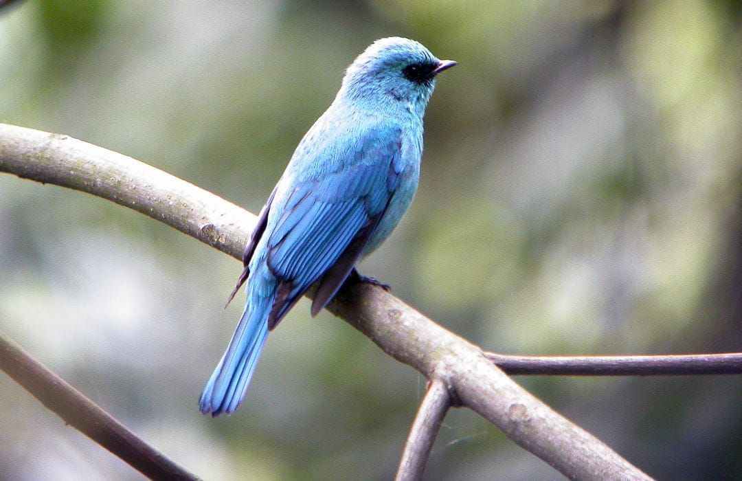 Birdwatching in a Bhutanese forest