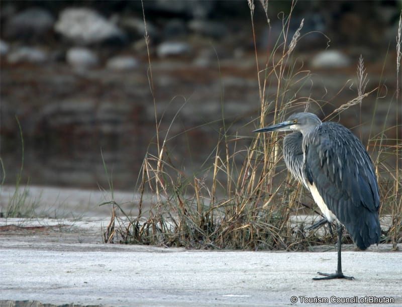 Bhutan's Endangered White-Bellied Heron