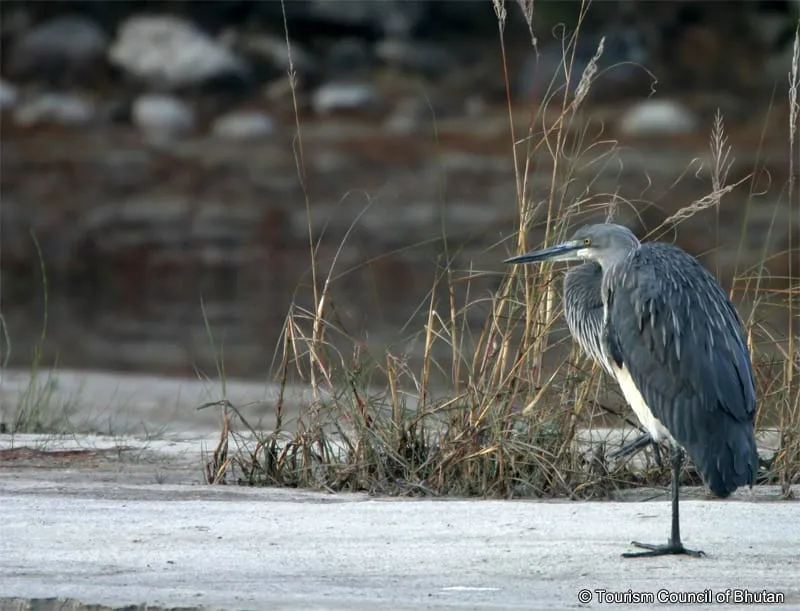 White-bellied Heron in Bhutan