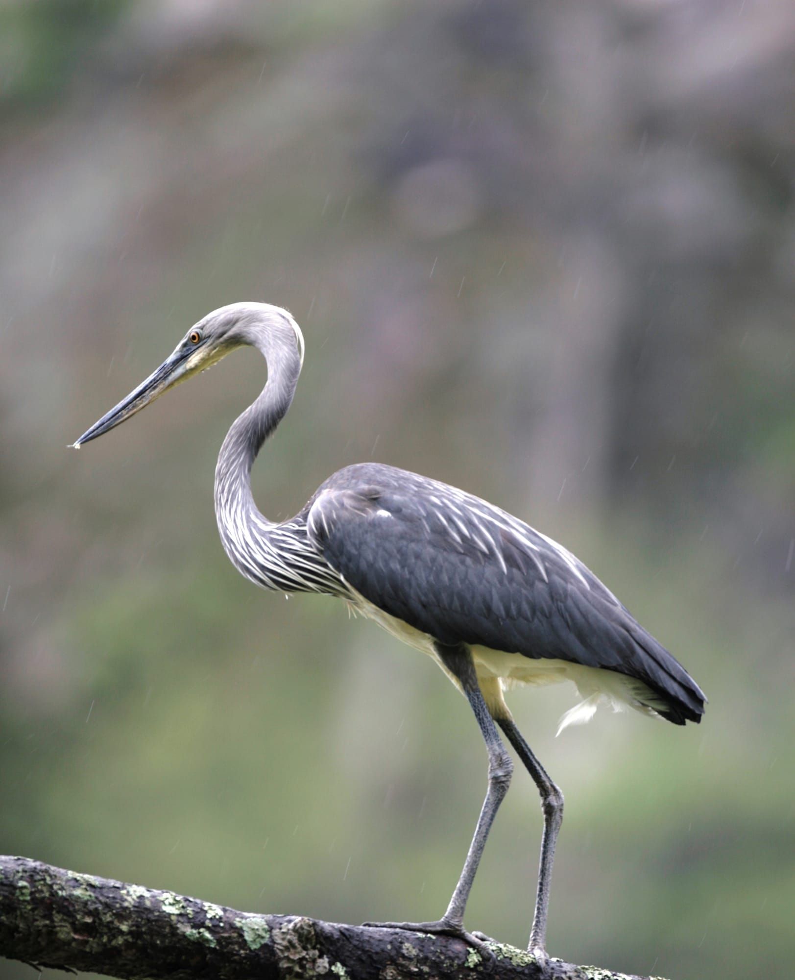 White Bellied Heron.