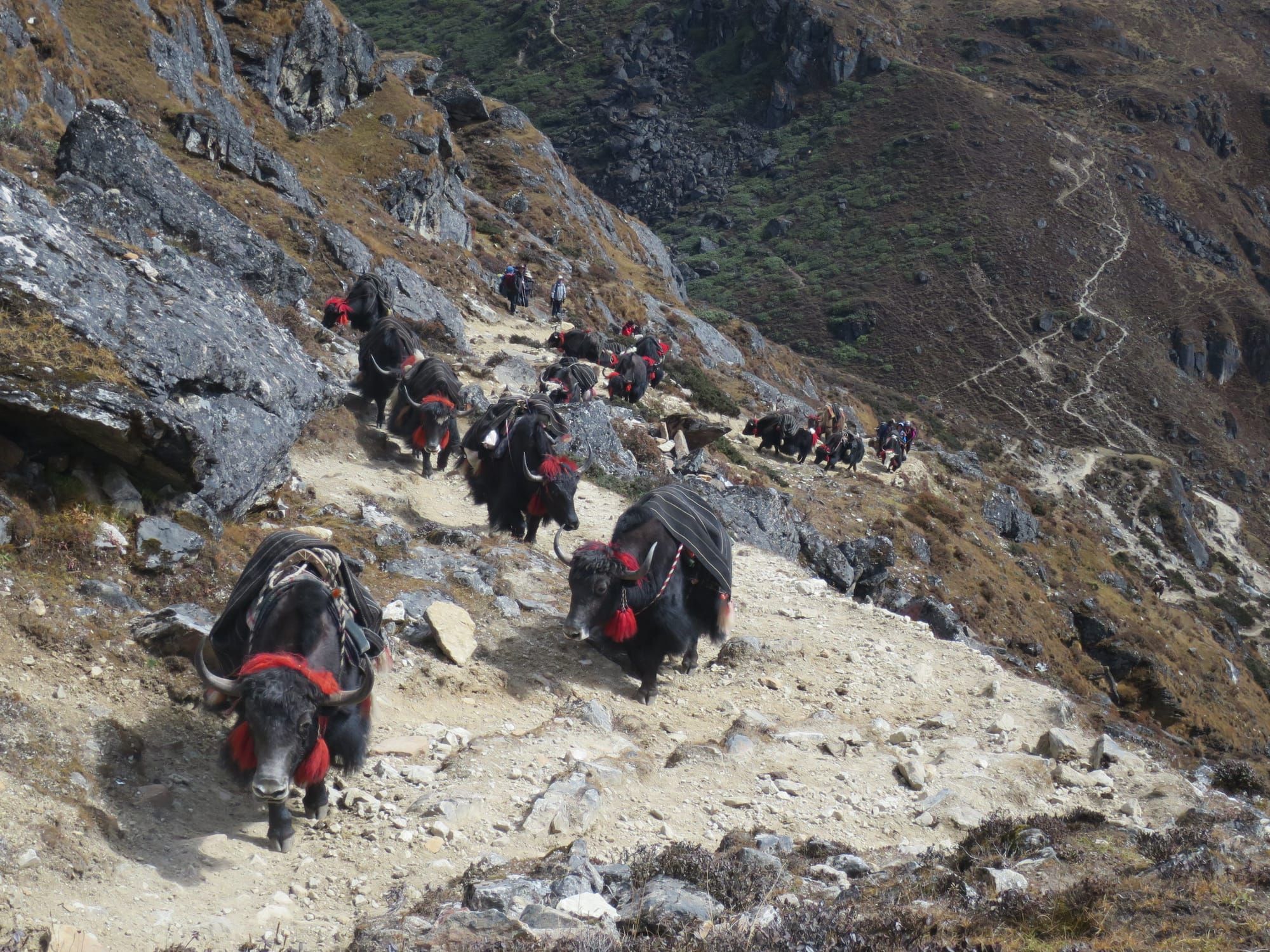 Yaks carrying load