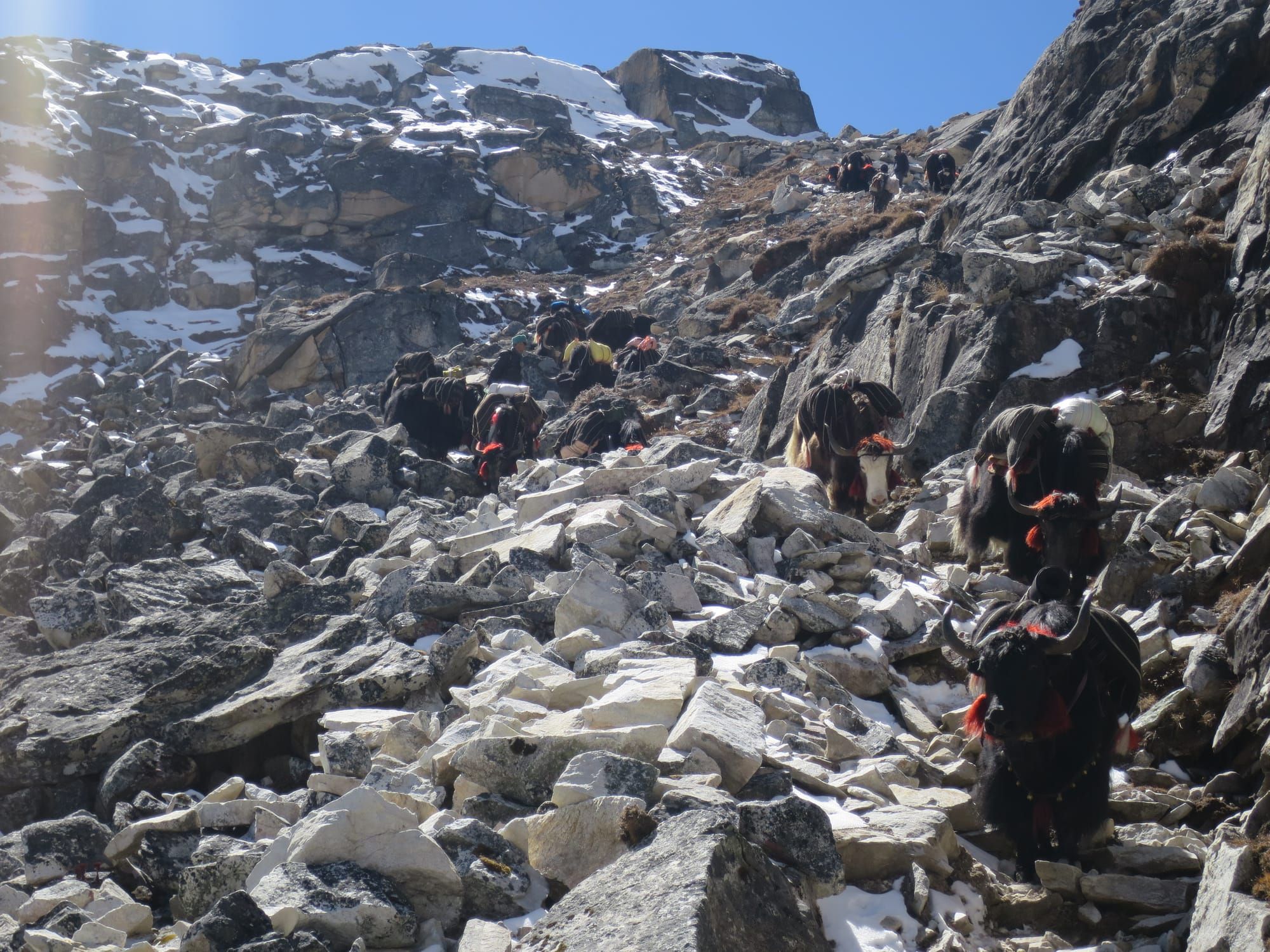 Yaks on Snowman trek