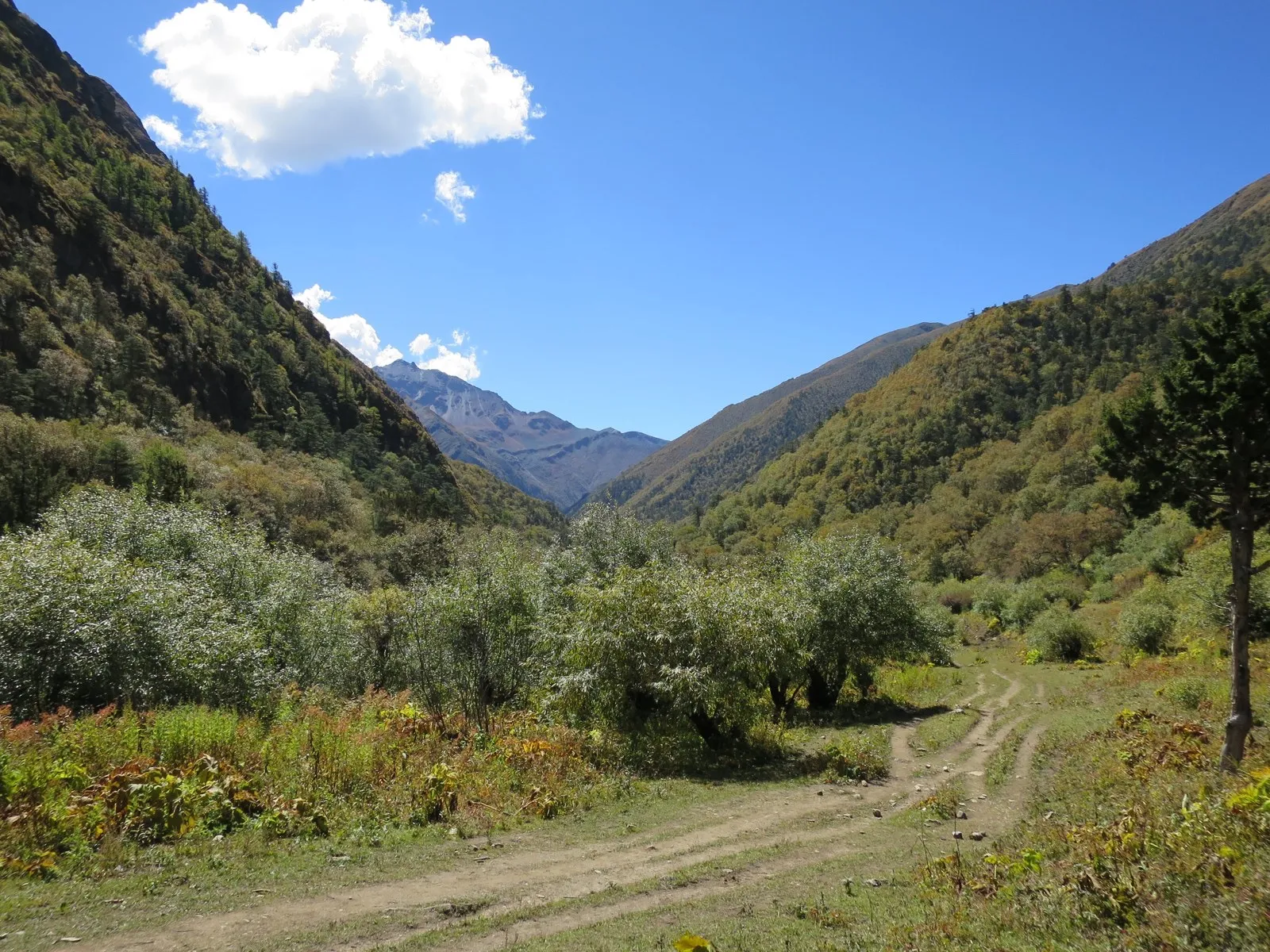 A two-rut dirt track curving through a forested mountain valley beneath a blue sky