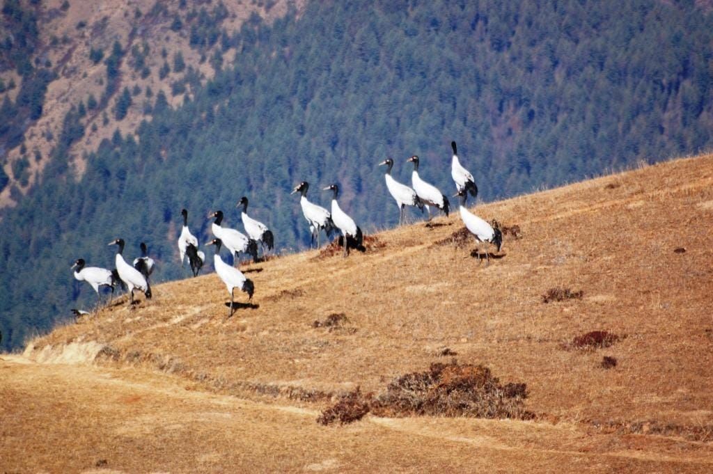 black-necked crane