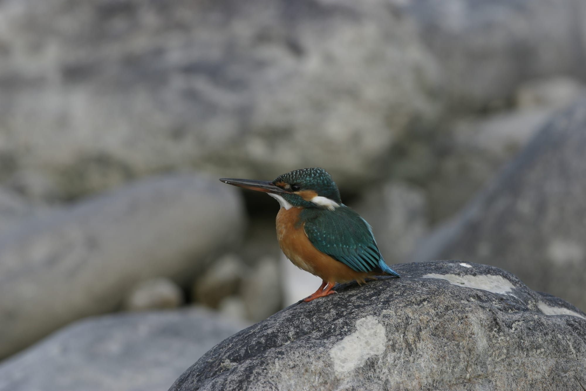 Kingfisher bird