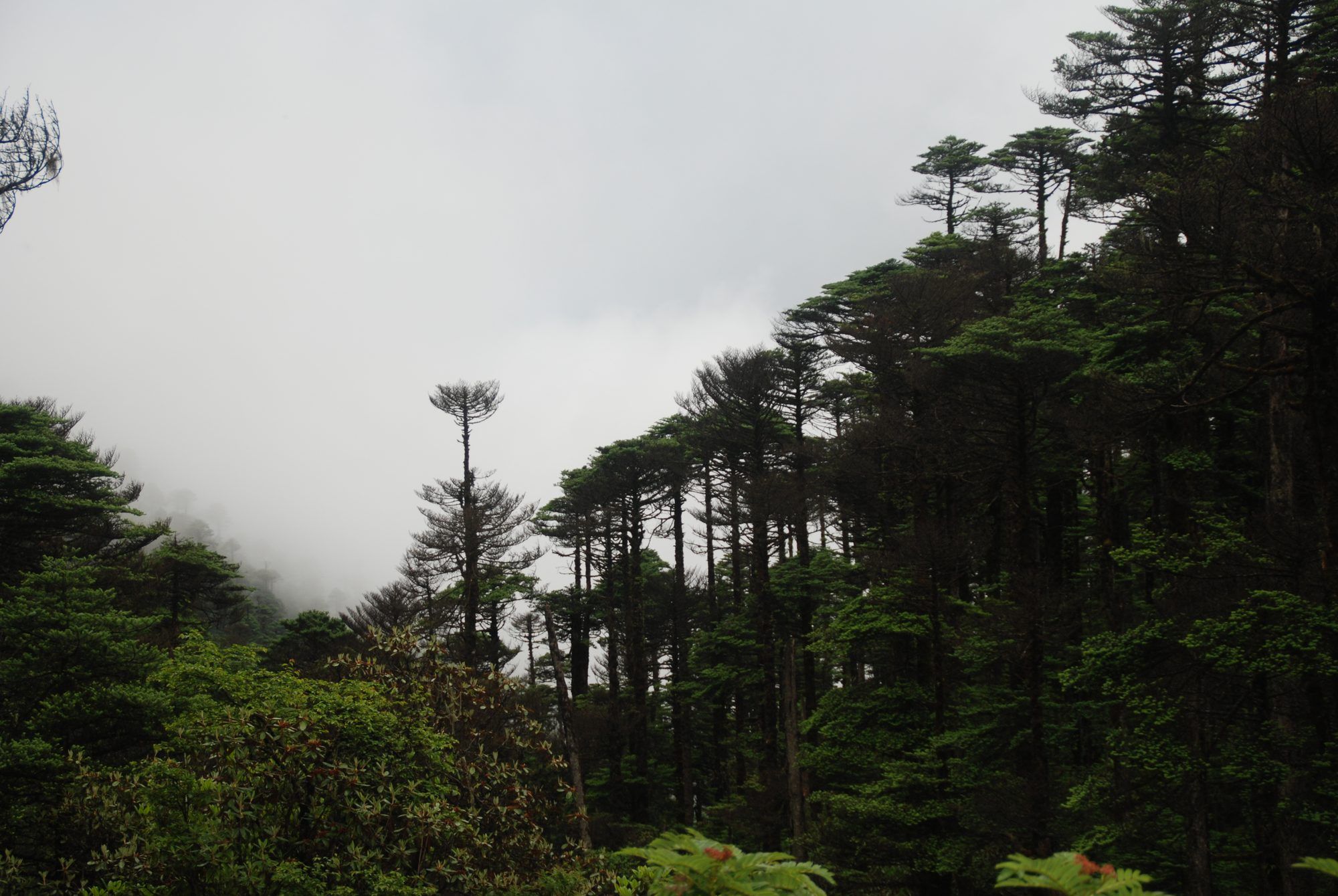 Tracking tourism's carbon footprints