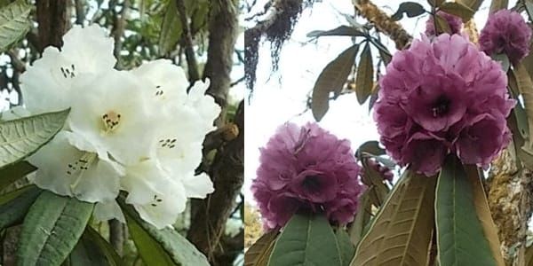 Royal Botanical Park officials in Bhutan discover two new rhododendron species