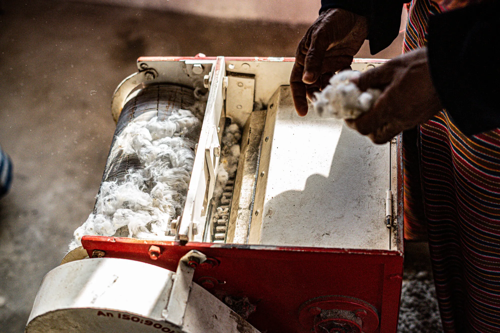 Hands feeding a tuft of raw cotton into a motorised gin at Thongsa, the fibre gathering on the roller