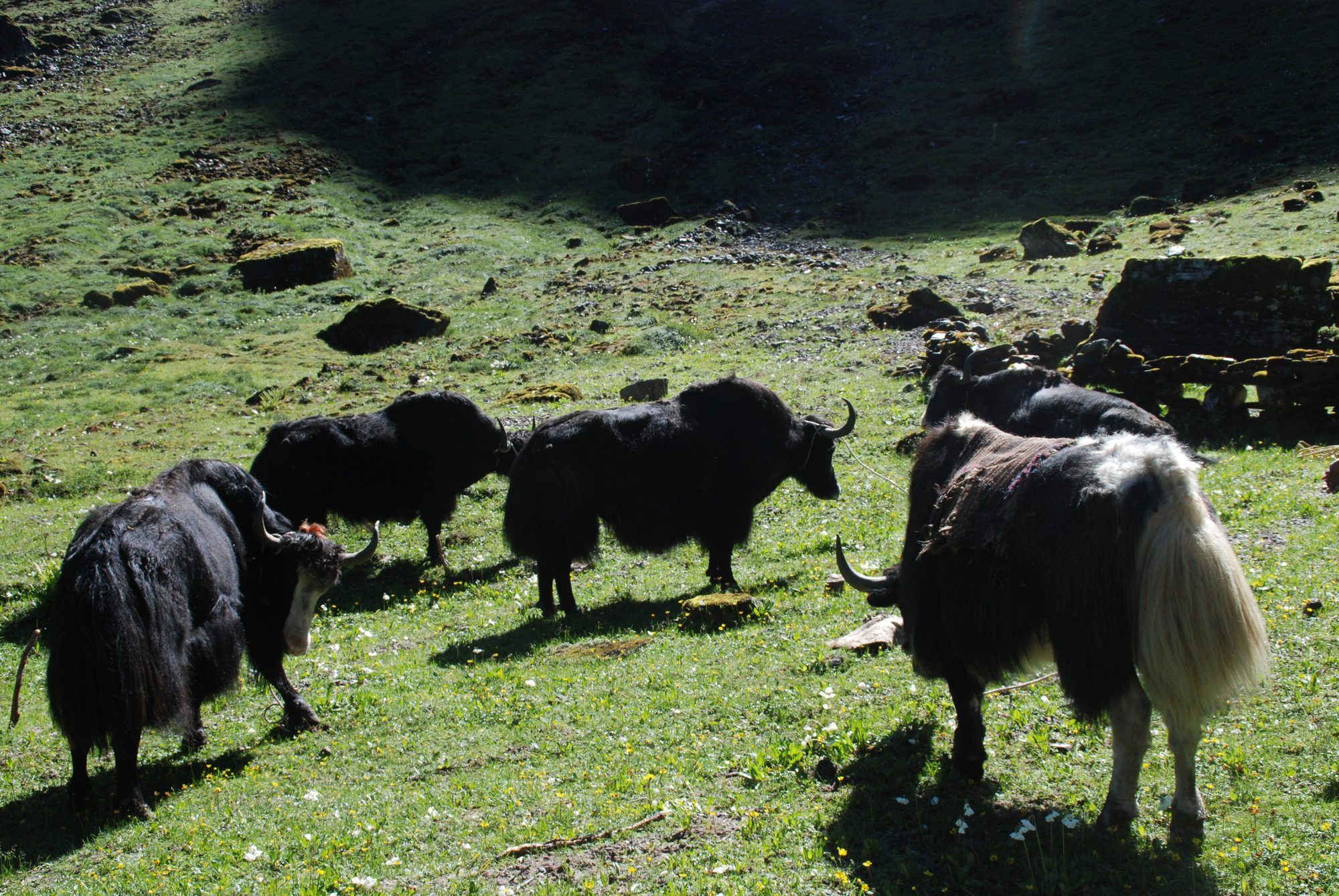 The last yak sacrifice for Haa’s Ap Chundu